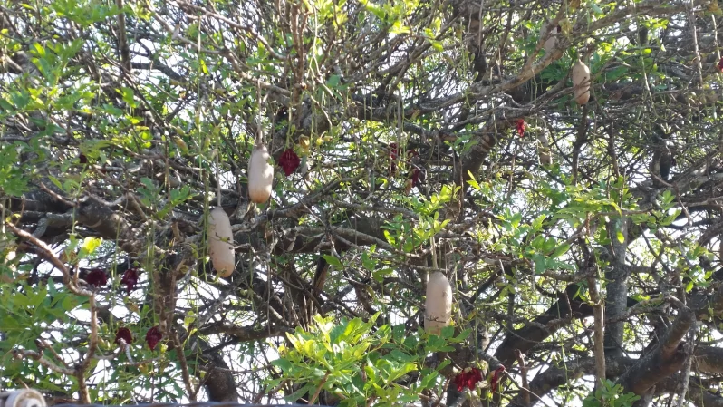 Monkey-bread tree