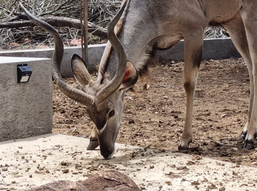 Kudu in de tuin.