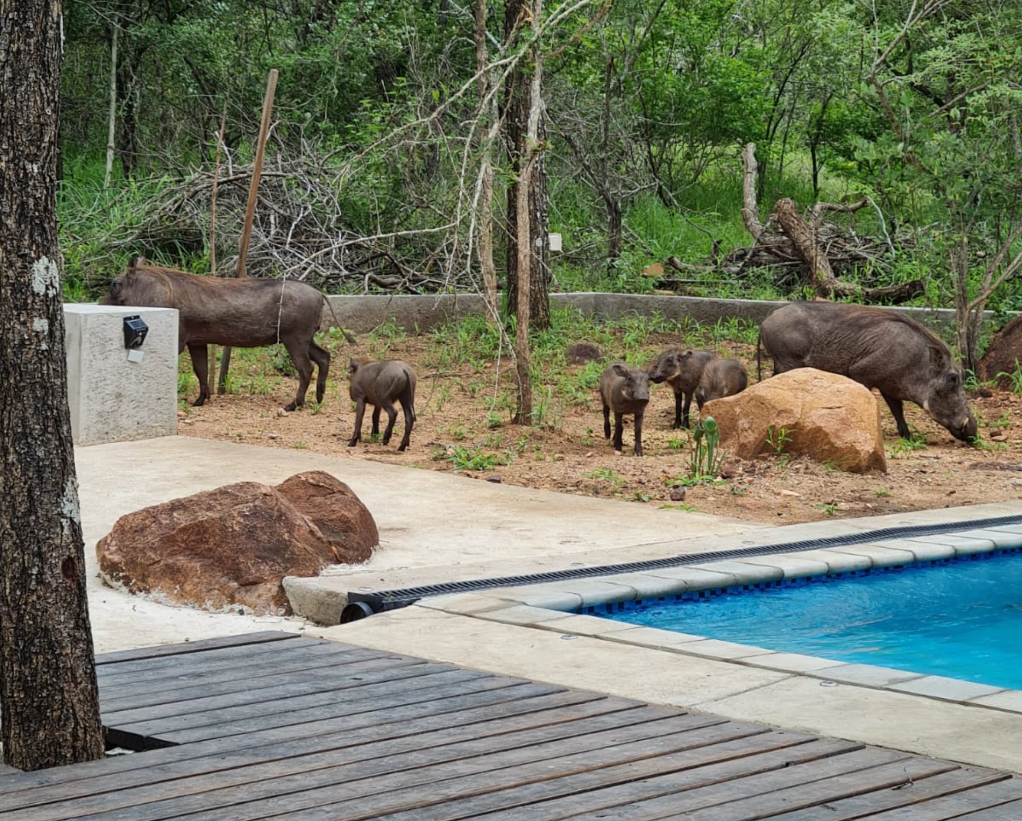 Warthogs paying a visit